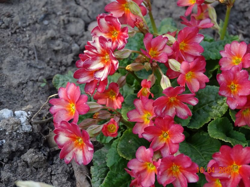 Wanda Tomato Red - Primule 2020