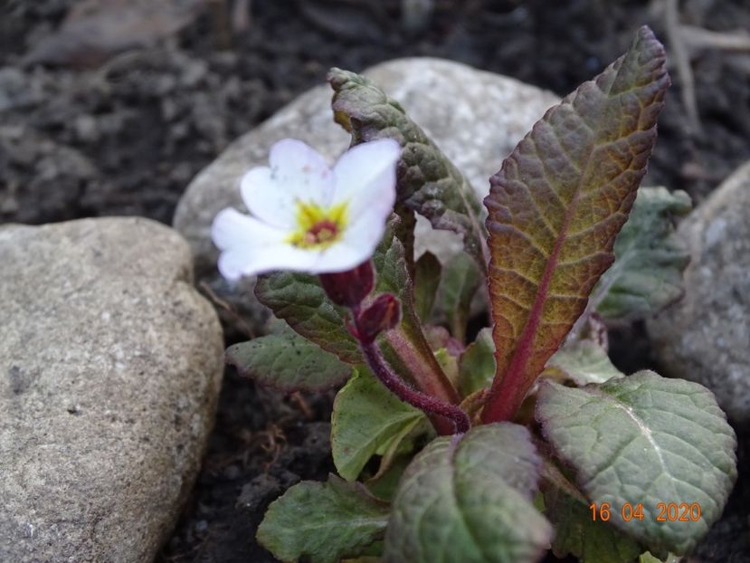 primula elatior Gold Nugget - Primule 2020