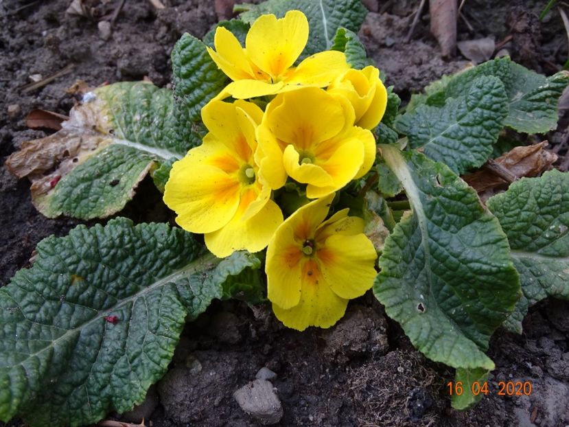 primula acaulis - Primule 2020