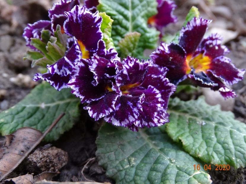 primula acaulis - Primule 2020