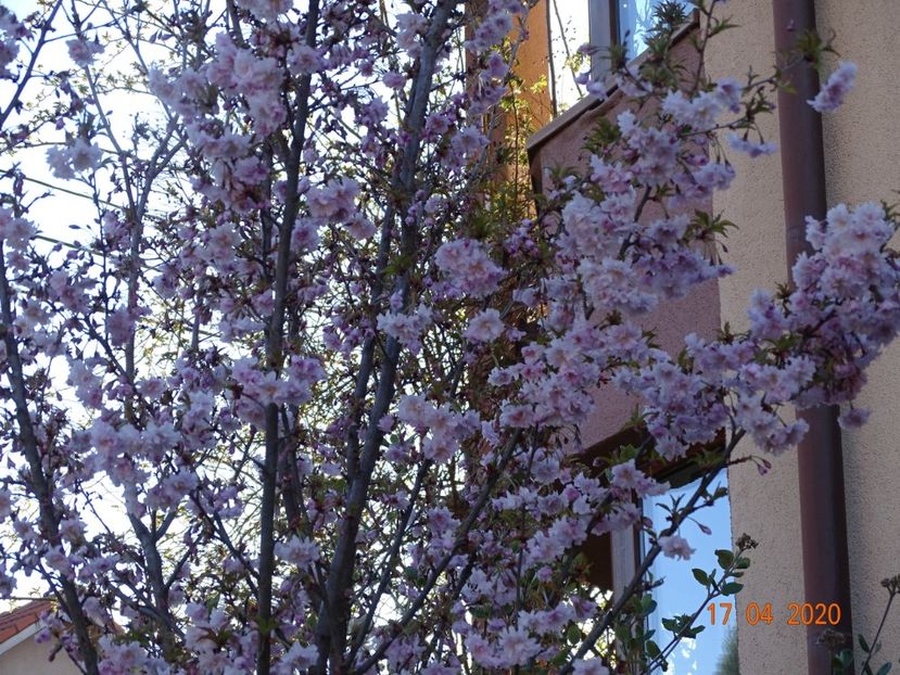  - Copacei si arbusti 2020