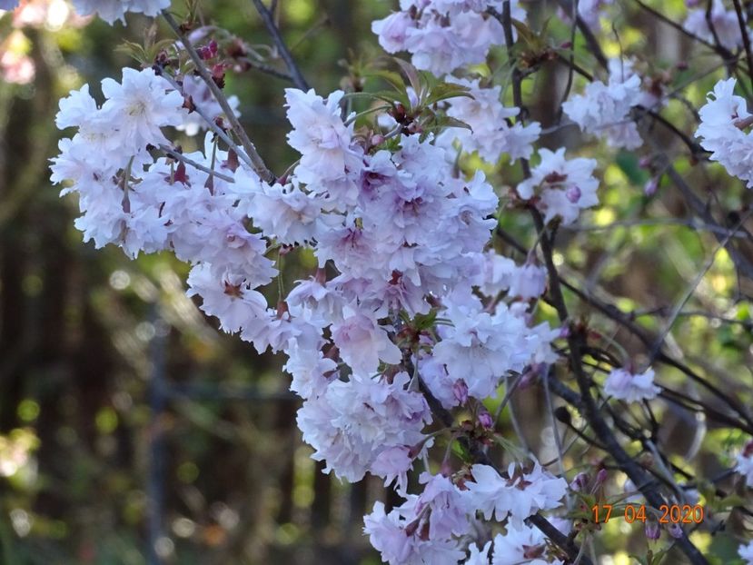  - Copacei si arbusti 2020