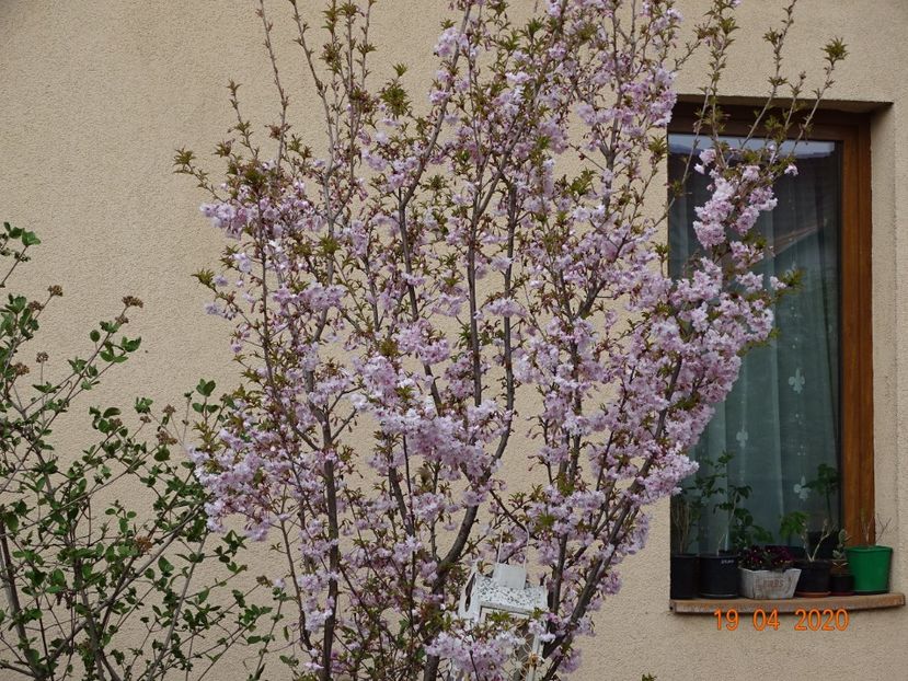  - Copacei si arbusti 2020