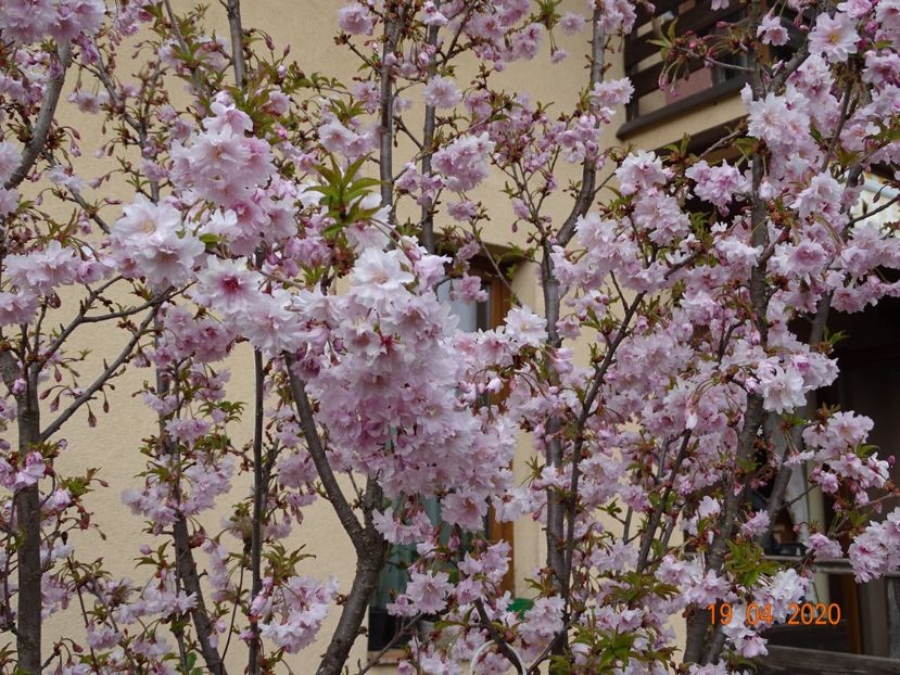  - Copacei si arbusti 2020