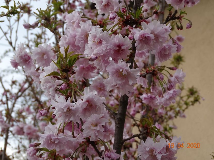  - Copacei si arbusti 2020