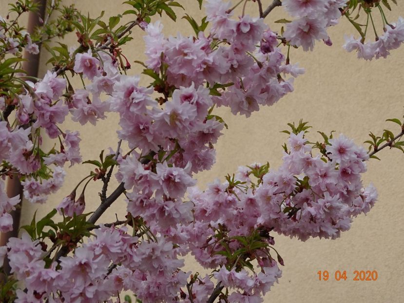  - Copacei si arbusti 2020