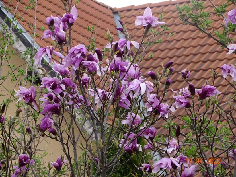  - Copacei si arbusti 2020