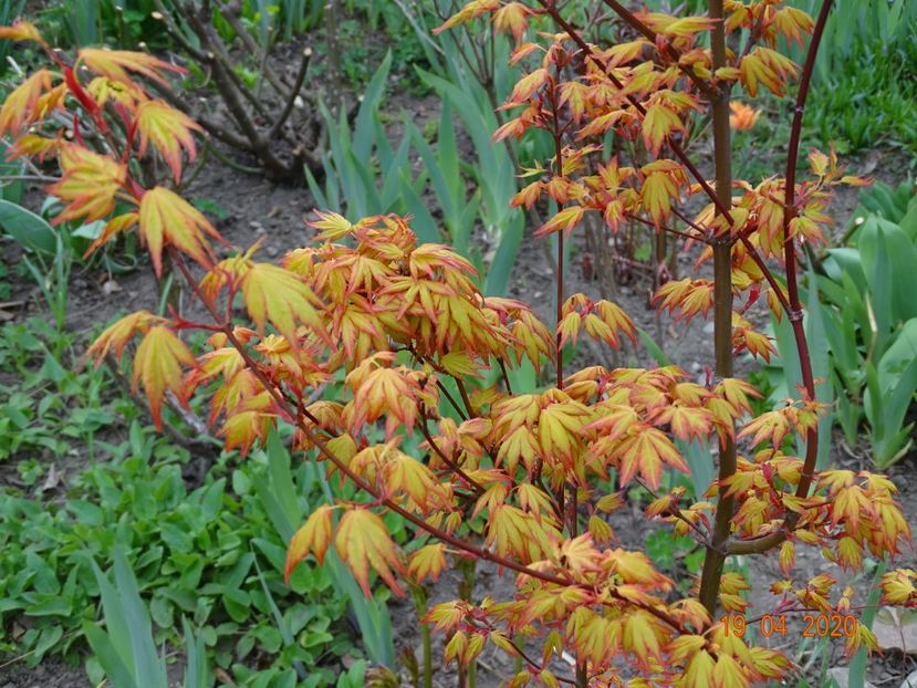  - Copacei si arbusti 2020