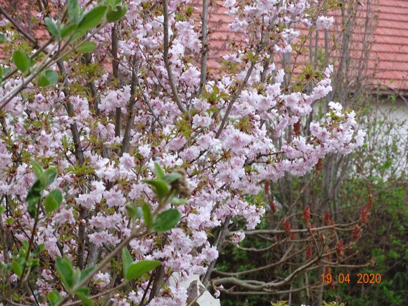  - Copacei si arbusti 2020