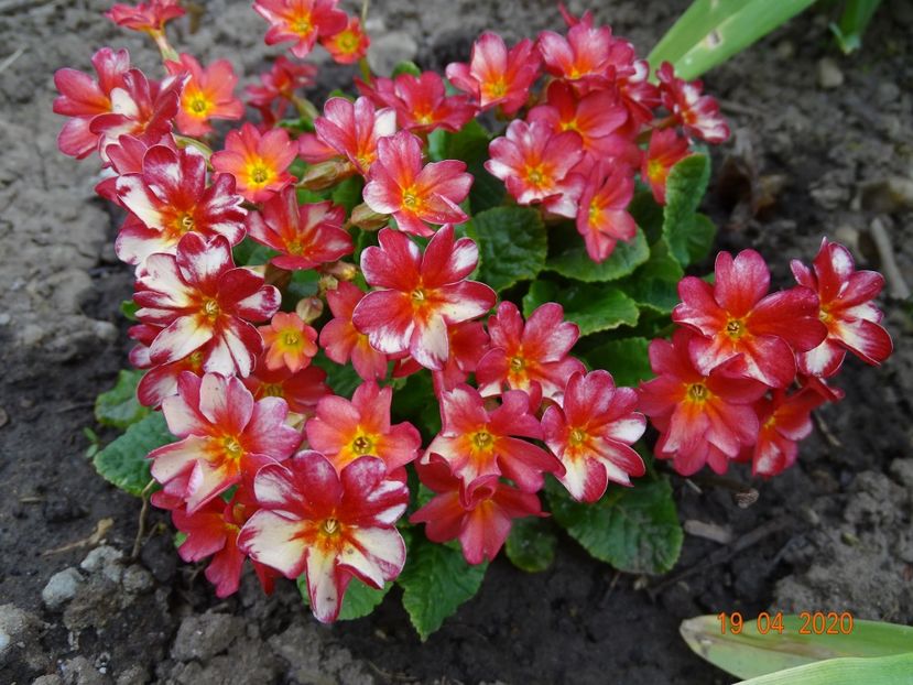 Wanda Tomato Red - Primule 2020