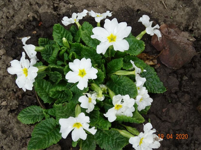 White Wanda - Primule 2020