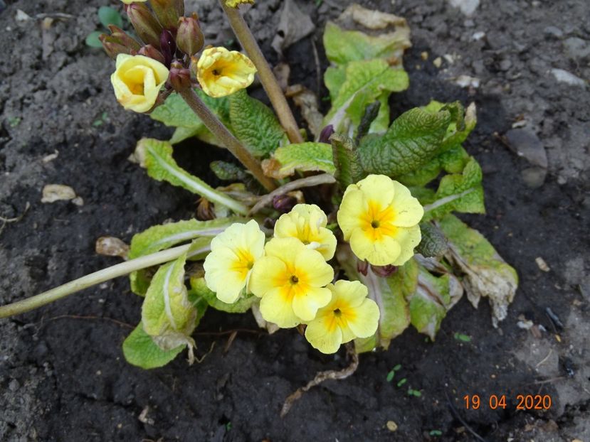primula elatior Gold Nugget - Primule 2020