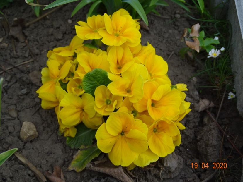 primula acaulis - Primule 2020