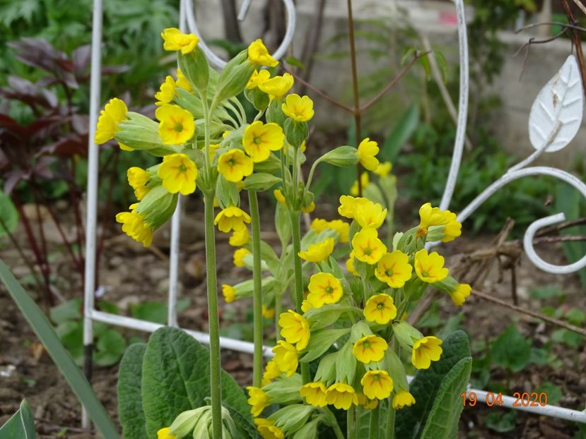 primula veris - Primule 2020