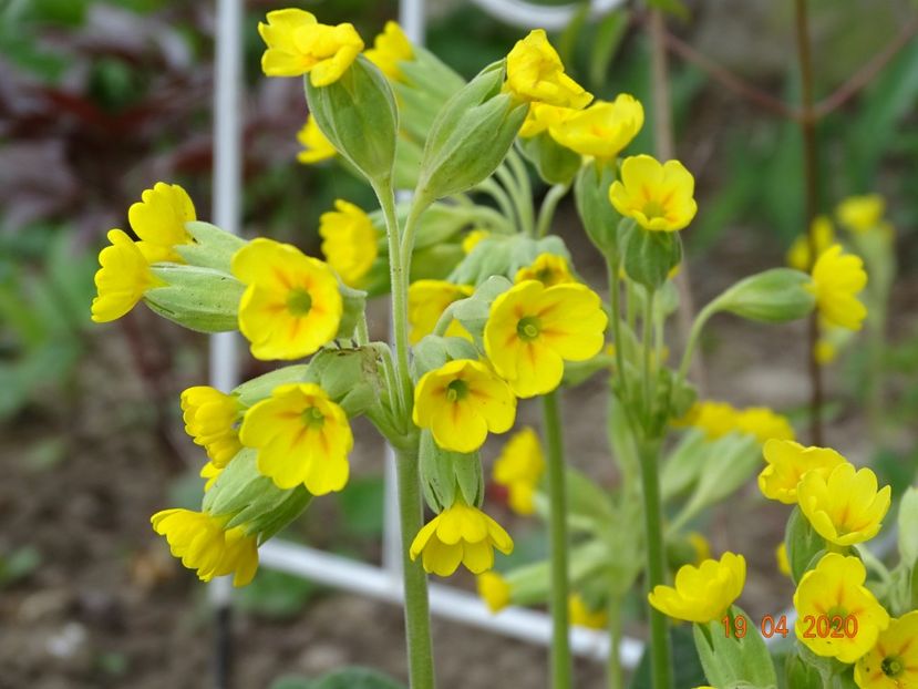 primula veris - Primule 2020