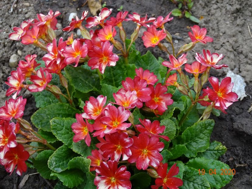 Wanda Tomato Red - Primule 2020