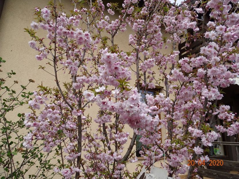  - Copacei si arbusti 2020