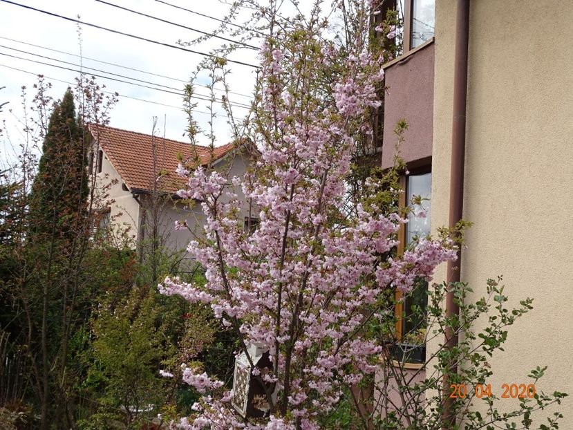  - Copacei si arbusti 2020