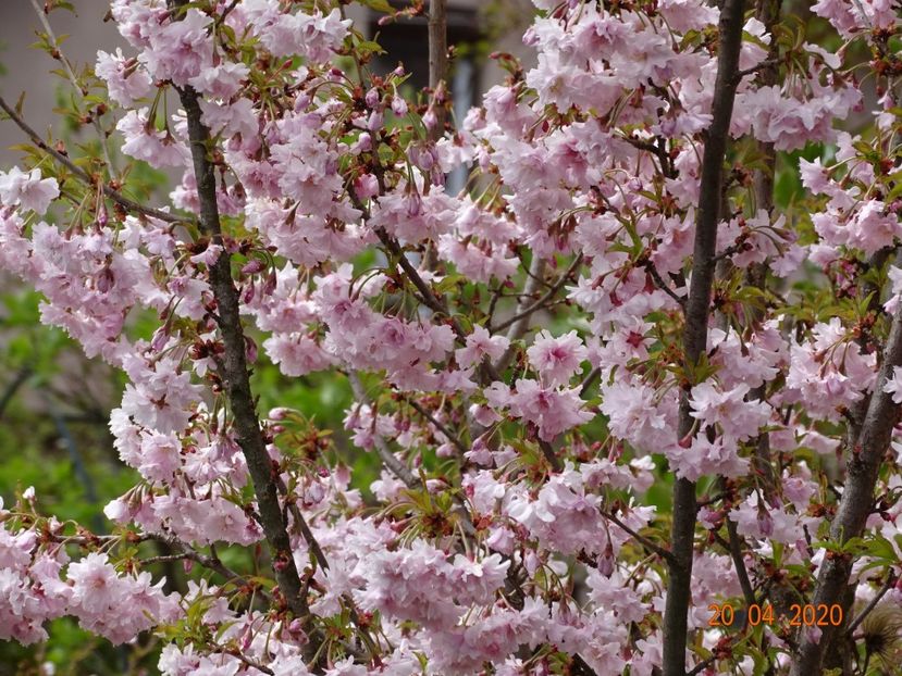  - Copacei si arbusti 2020