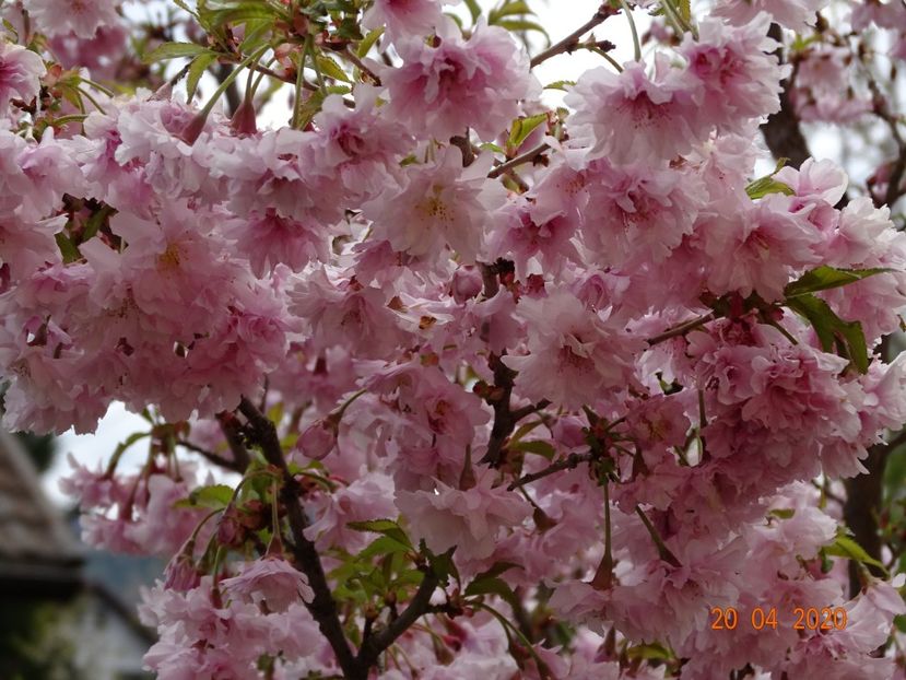  - Copacei si arbusti 2020