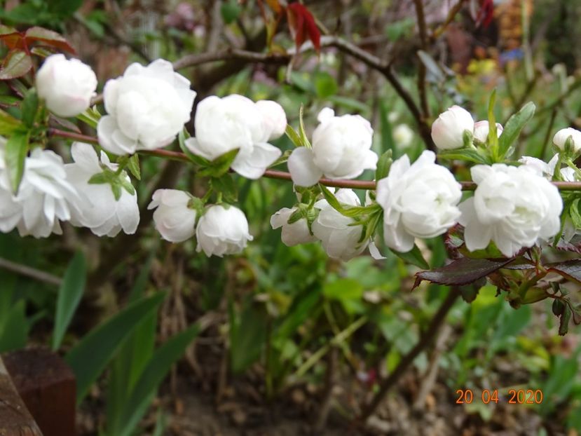  - Copacei si arbusti 2020