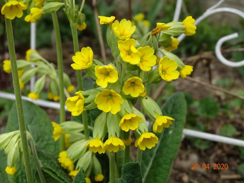primula veris - Primule 2020
