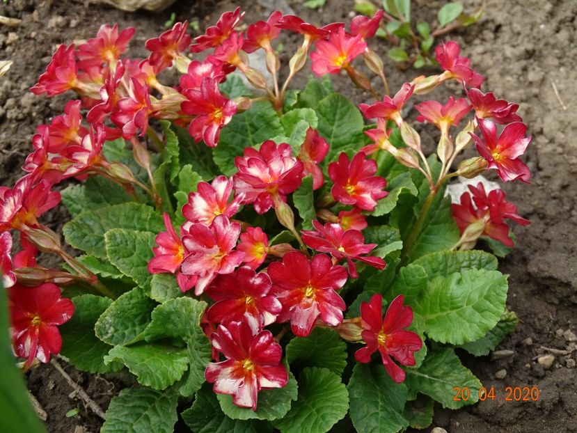 Wanda Tomato Red - Primule 2020