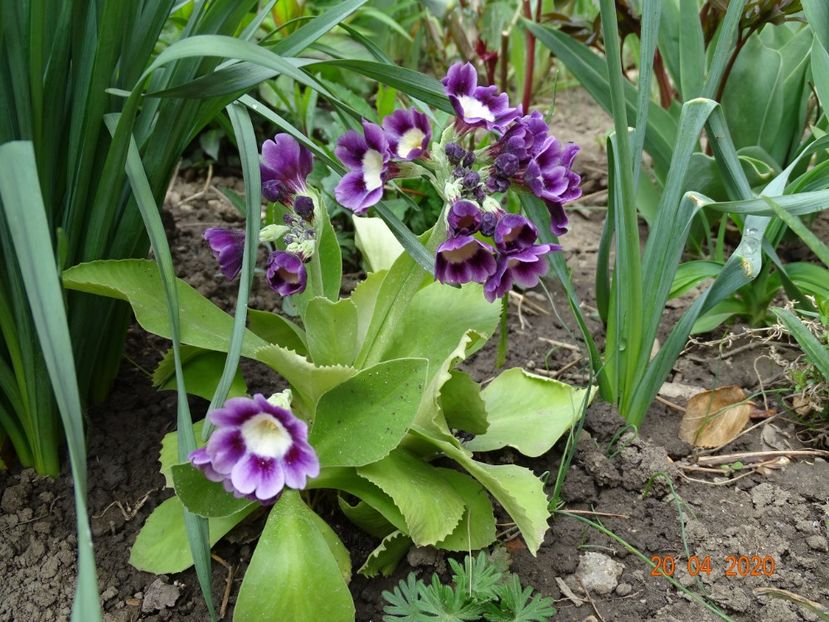 primula pubescens - Primule 2020