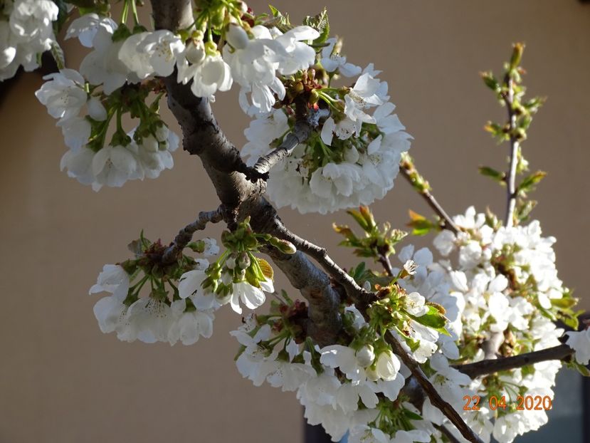  - Copacei si arbusti 2020