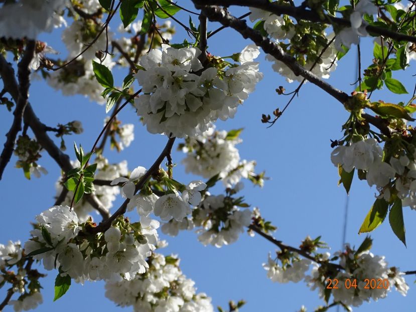  - Copacei si arbusti 2020