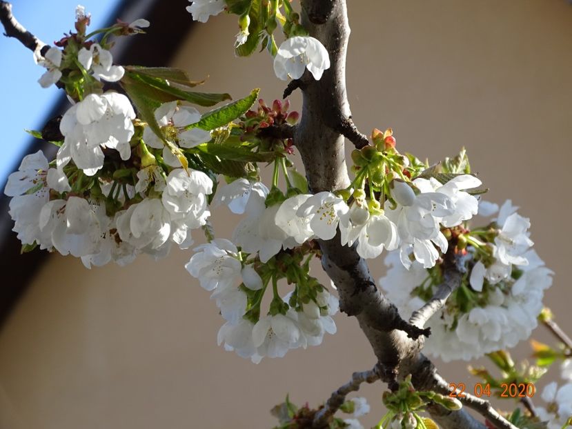  - Copacei si arbusti 2020