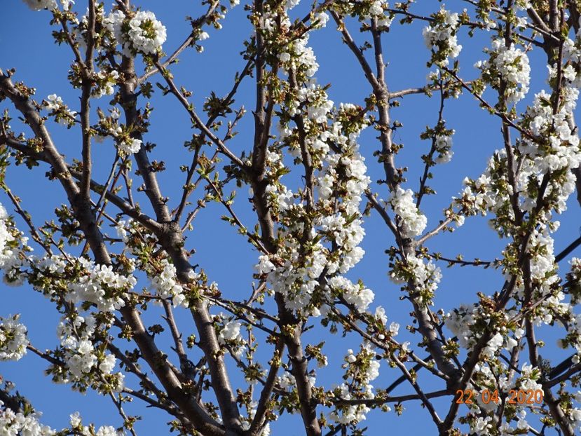  - Copacei si arbusti 2020