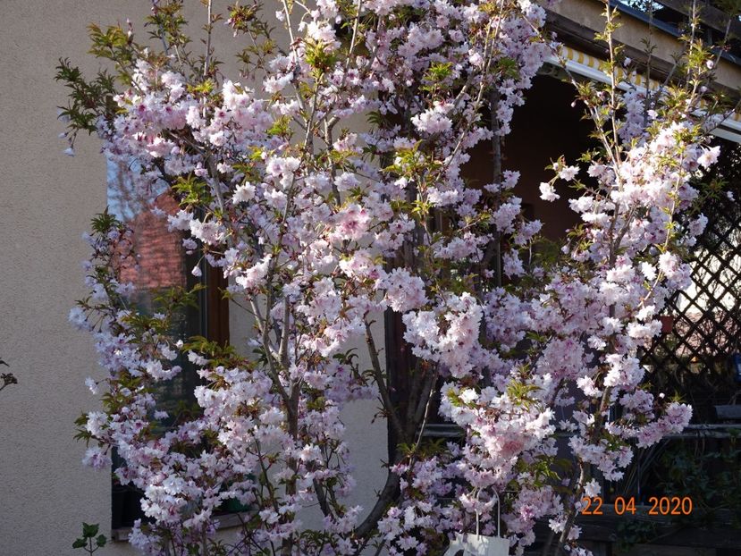  - Copacei si arbusti 2020