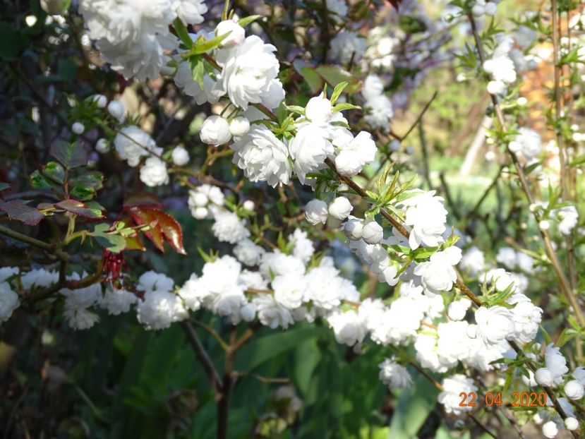  - Copacei si arbusti 2020