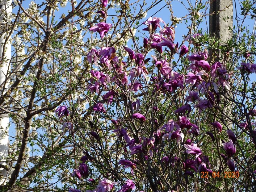  - Copacei si arbusti 2020