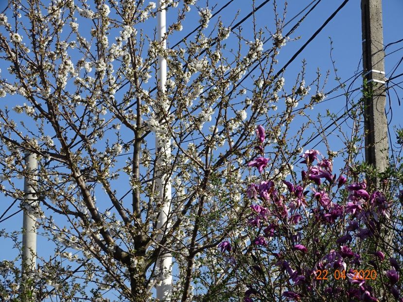  - Copacei si arbusti 2020