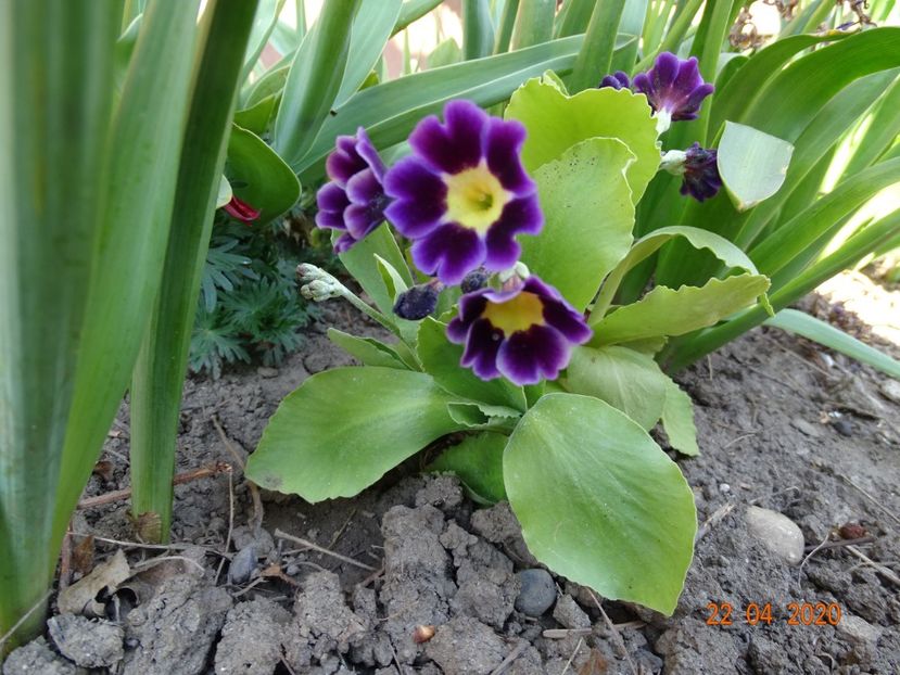 primula pubescens - Primule 2020