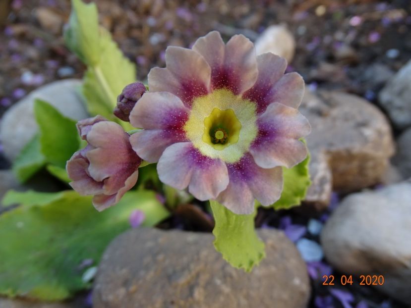 primula pubescens - Primule 2020