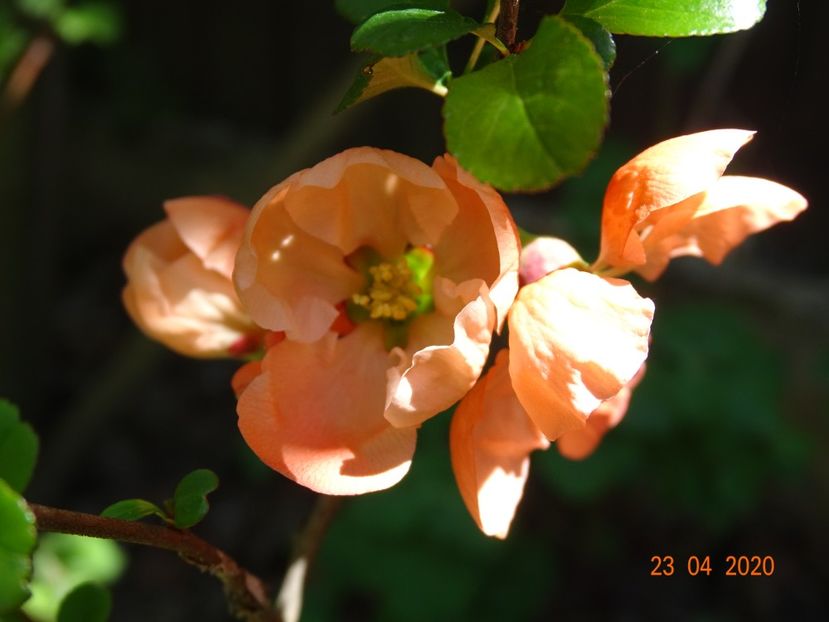  - Copacei si arbusti 2020