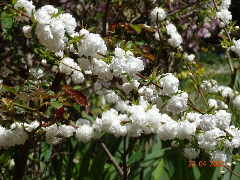  - Copacei si arbusti 2020