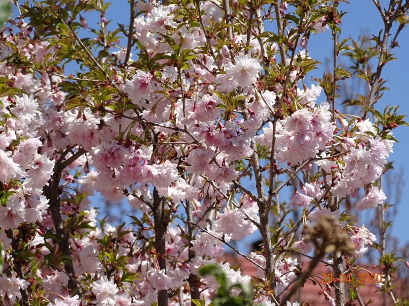  - Copacei si arbusti 2020