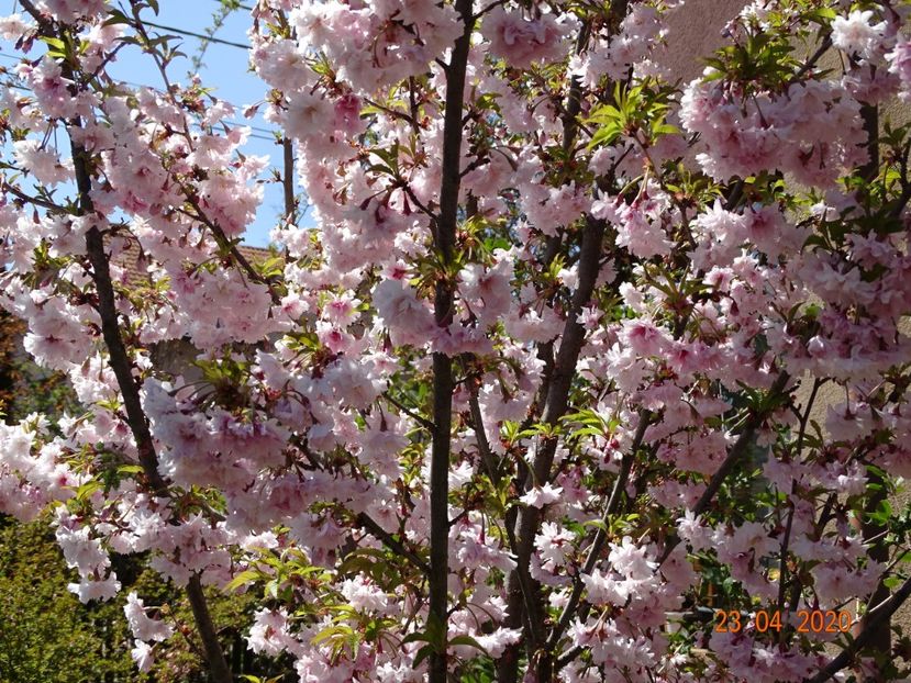  - Copacei si arbusti 2020