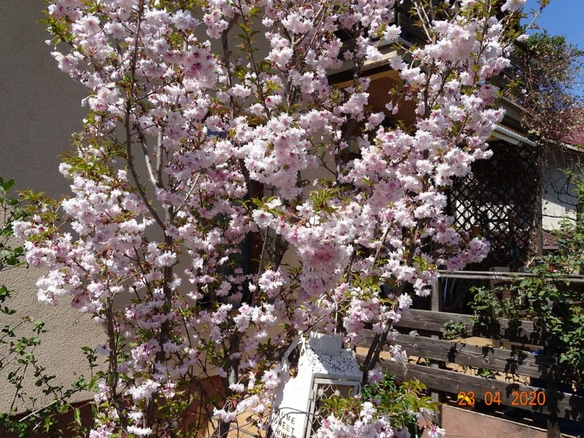  - Copacei si arbusti 2020