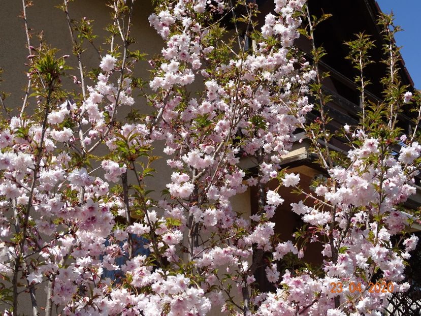  - Copacei si arbusti 2020