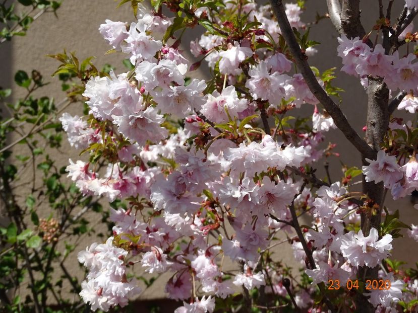  - Copacei si arbusti 2020