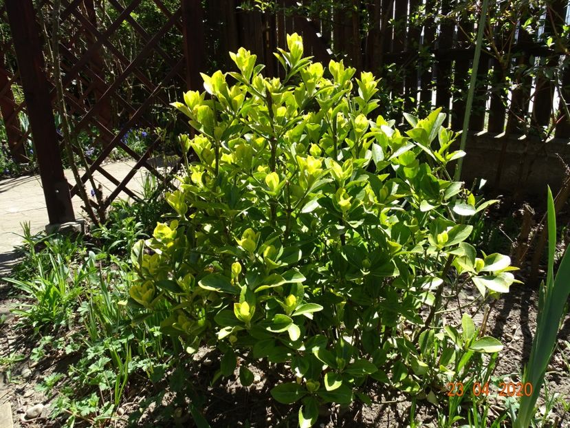  - Copacei si arbusti 2020