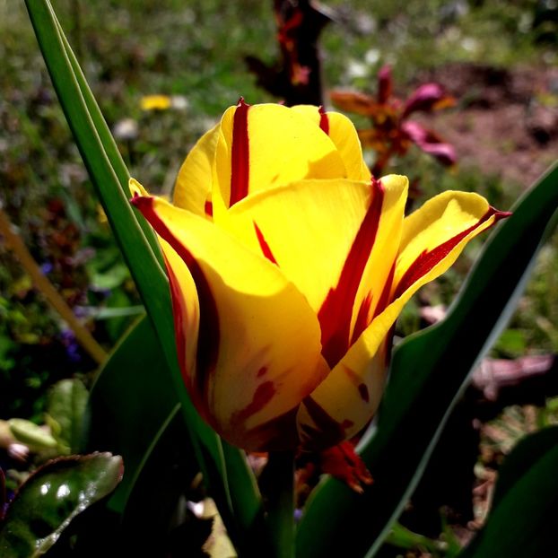  - AAAA_LALELE 2019_2020_2022_2023