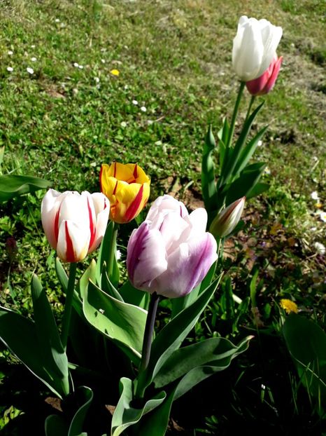  - AAAA_LALELE 2019_2020_2022_2023