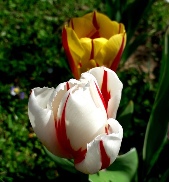  - AAAA_LALELE 2019_2020_2022_2023