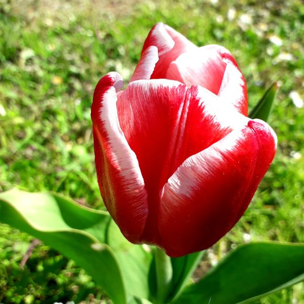  - AAAA_LALELE 2019_2020_2022_2023